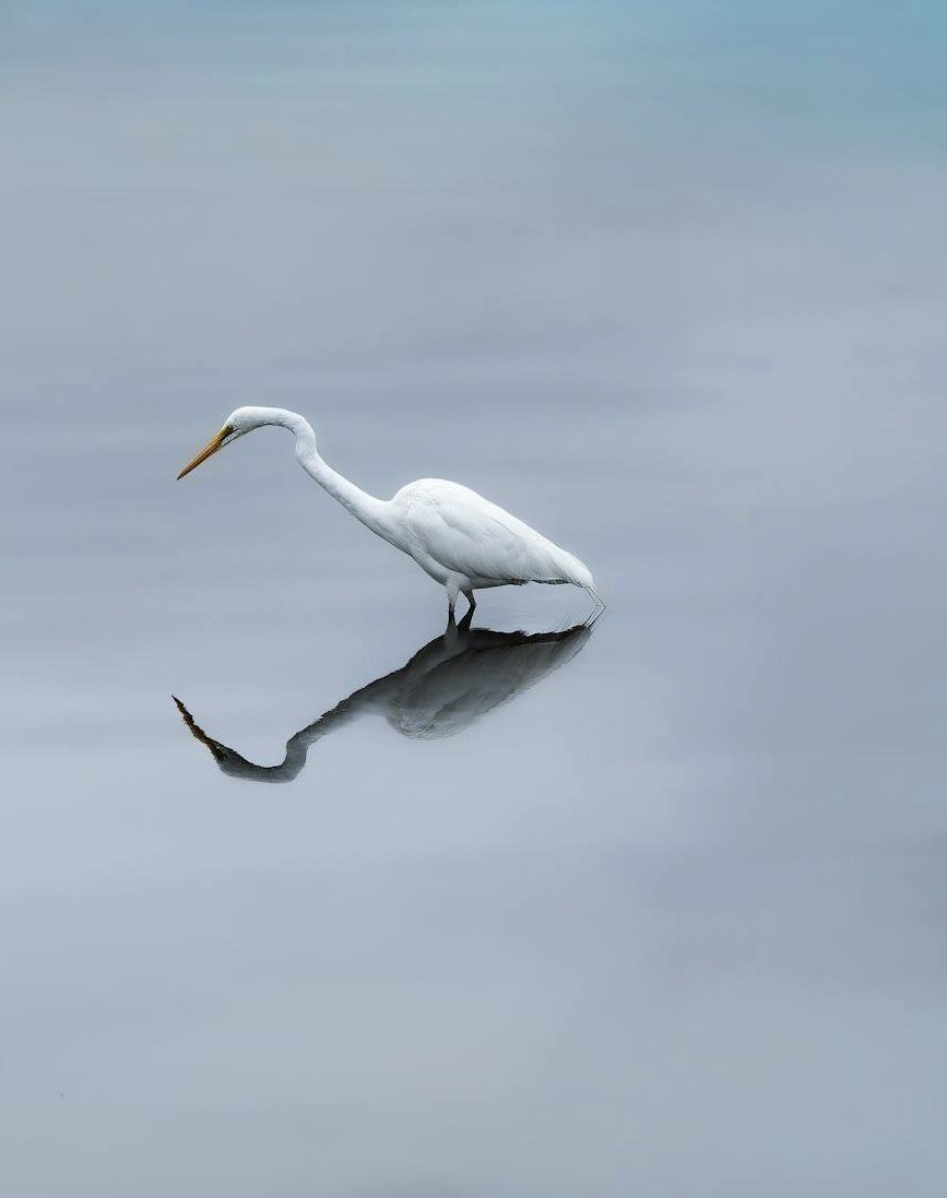 A single egret, still over its reflection